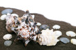 Sea shells