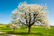 Blossoming trees in spring