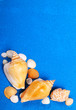 Sea shells