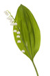 lily of the valley