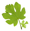 Fig leaf