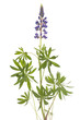 lupin