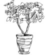 a sketch room plant flower in a pot