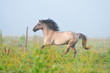horse in the morning fog
