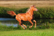 Foto: chestnut free horse runs chestnut free horse runs