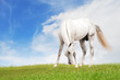 white horse grazing in the field