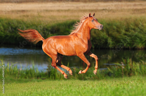 Photo: chestnut free horse runs chestnut free horse runs