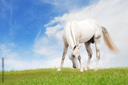 Photo: white horse grazing in the field white horse grazing in the field