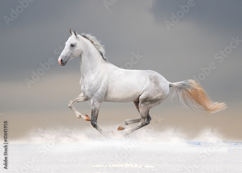 Photo: white horse in winter field white horse in winter field