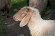 Sheep .