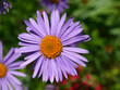 violet margaret