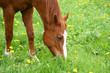 Pferd auf der Weide