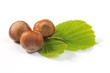Hazelnuts Composition Hazelnuts Composition