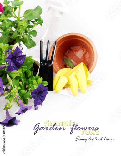 Foto: Background with petunia flowers Background with petunia flowers