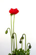 Fragile Mohnblume