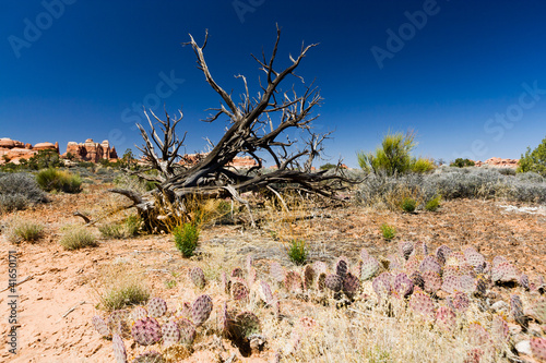 Foto: Desert Landscape Desert Landscape