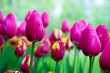 Romantic pink tulip flowers in spring garden