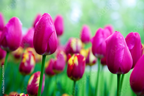 Photo: Romantic pink tulip flowers in spring garden Romantic pink tulip flowers in spring garden