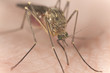 Mosquito sucking blood, extreme close-up with high magnification Mosquito sucking blood, extreme close-up with high magnification