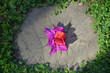 Photo: Bougainvillea Bugenvilo 簕杜鹃 Bougainvillea Bugenvilo 簕杜鹃