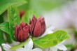 Calycanthus floridus Calycanthus floridus