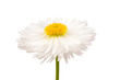 marguerite isolated
