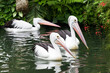 Big black-and-white pelican