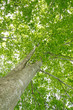 Beech canopy