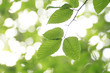 fresh green and blue sky