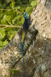 Photo: Blaukopfagame III Blaukopfagame III