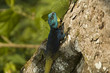 Photo: Blaukopfagame II Blaukopfagame II