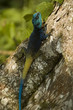 Photo: Blaukopfagame I Blaukopfagame I