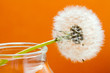 fiore di tarassaco su fondo arancio