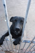 black dog in a cage black dog in a cage