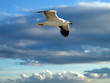 GAVIOTA