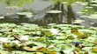 water lily
