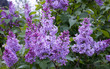 Blooming lilac bush. Flowers, spring warmth. Blooming lilac bush. Flowers, spring warmth.