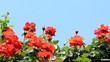 rose and blue sky