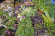 Lettuce for sale