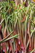 Rhubarb