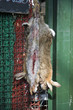 Hung rabbit in full