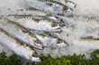 Mackerel on ice