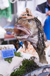 FISH HEAD