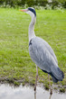 Heron back standing