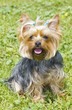 Female Yorkshire Terrier