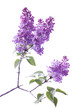 Lilac flowers, isolated on a white background. Lilac flowers, isolated on a white background.