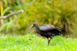Ibis falcinelle Ibis falcinelle