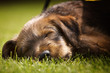 Irish Terrier Welpe