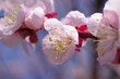 Photo: 梅香る。 梅香る。