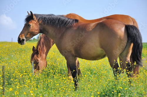 Photo: chevaux dans prairie fleurie chevaux dans prairie fleurie